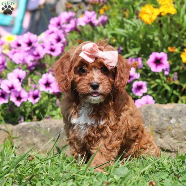 Elsie, Cavapoo Puppy